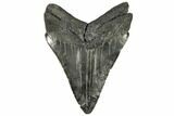 Serrated, Fossil Megalodon Tooth - South Carolina #148184-2